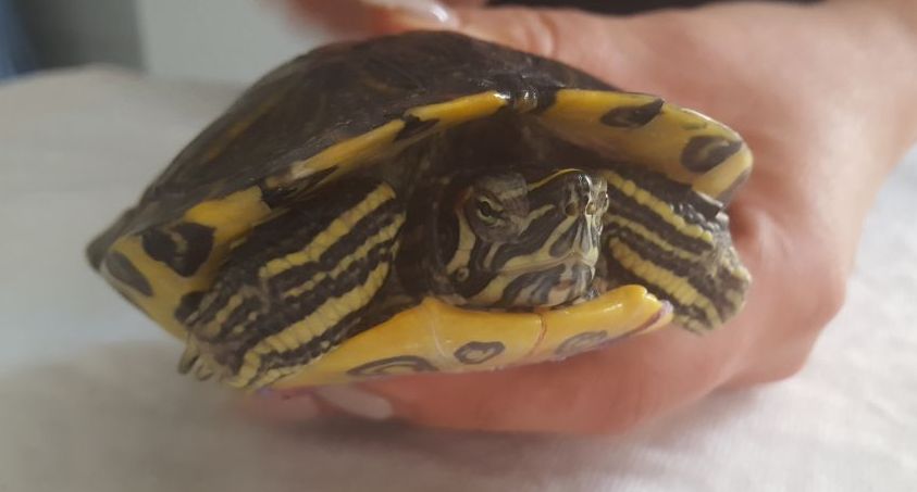 Tudnivalók az ékszerteknősről