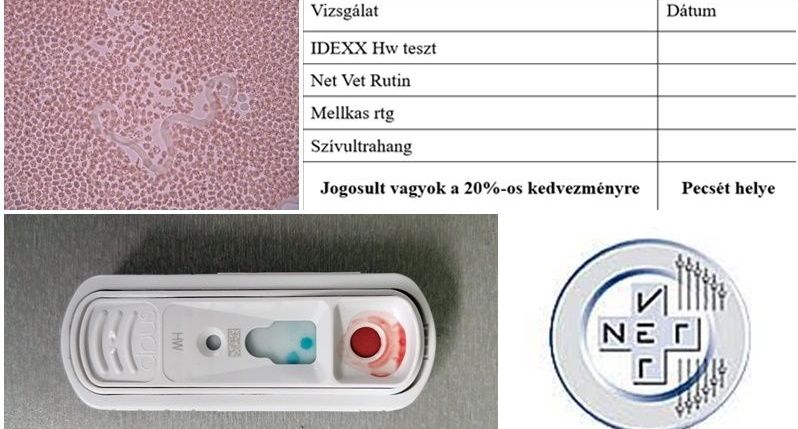 Szívféreg kezelési program