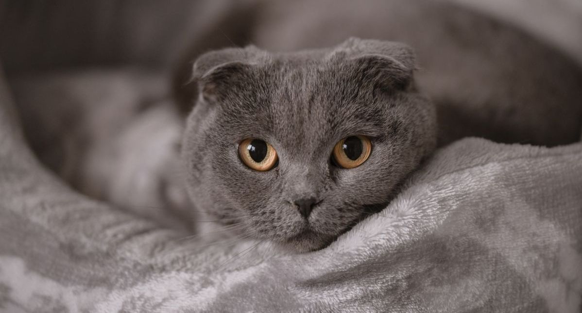 Védőoltások macskák részére