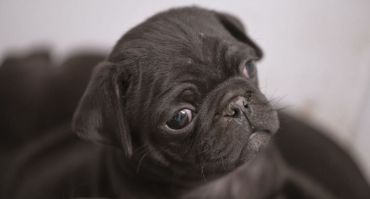 Védőoltások kutyák részére