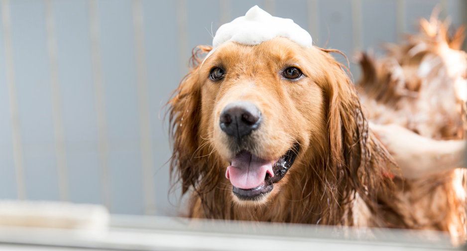 A bőr és szőrápolás állategészségügyi szempontjai