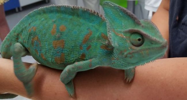 Tudnivalók a kaméleon tartásról