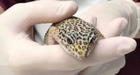 Leopárd gekkó tartása