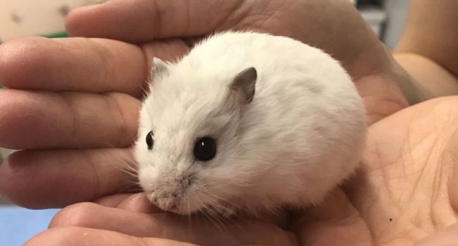 Tudnivalók a rágcsálókról