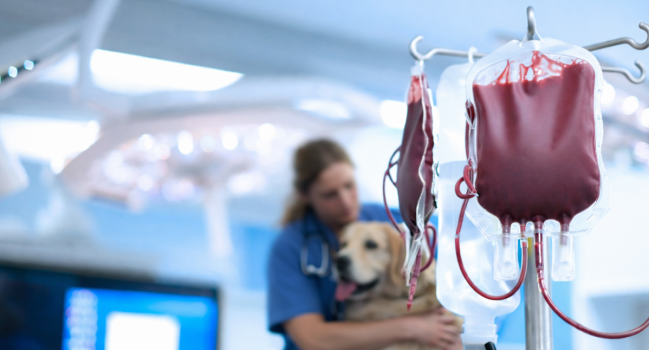 Véradás kutyáknál