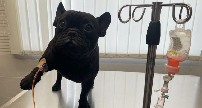 Gazdik tapasztalata a kemoterápiáról