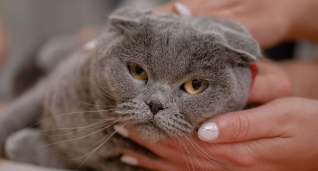 Krónikus vesebetegség kisállatokban