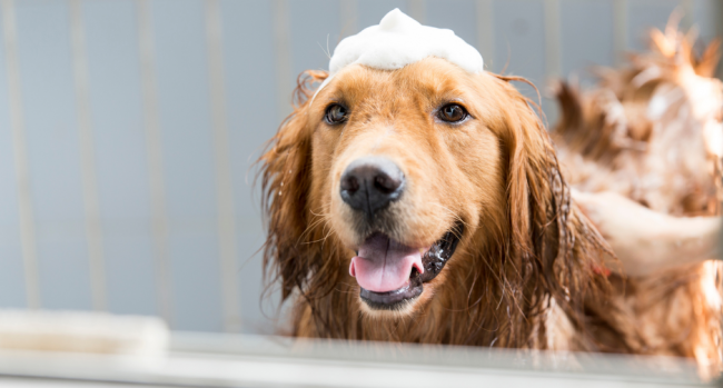 A bőr és szőrápolás állategészségügyi szempontjai
